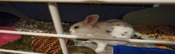 English rabbits for sale: Beautiful young 8 months male rabbit in Eastleigh - Advert 3