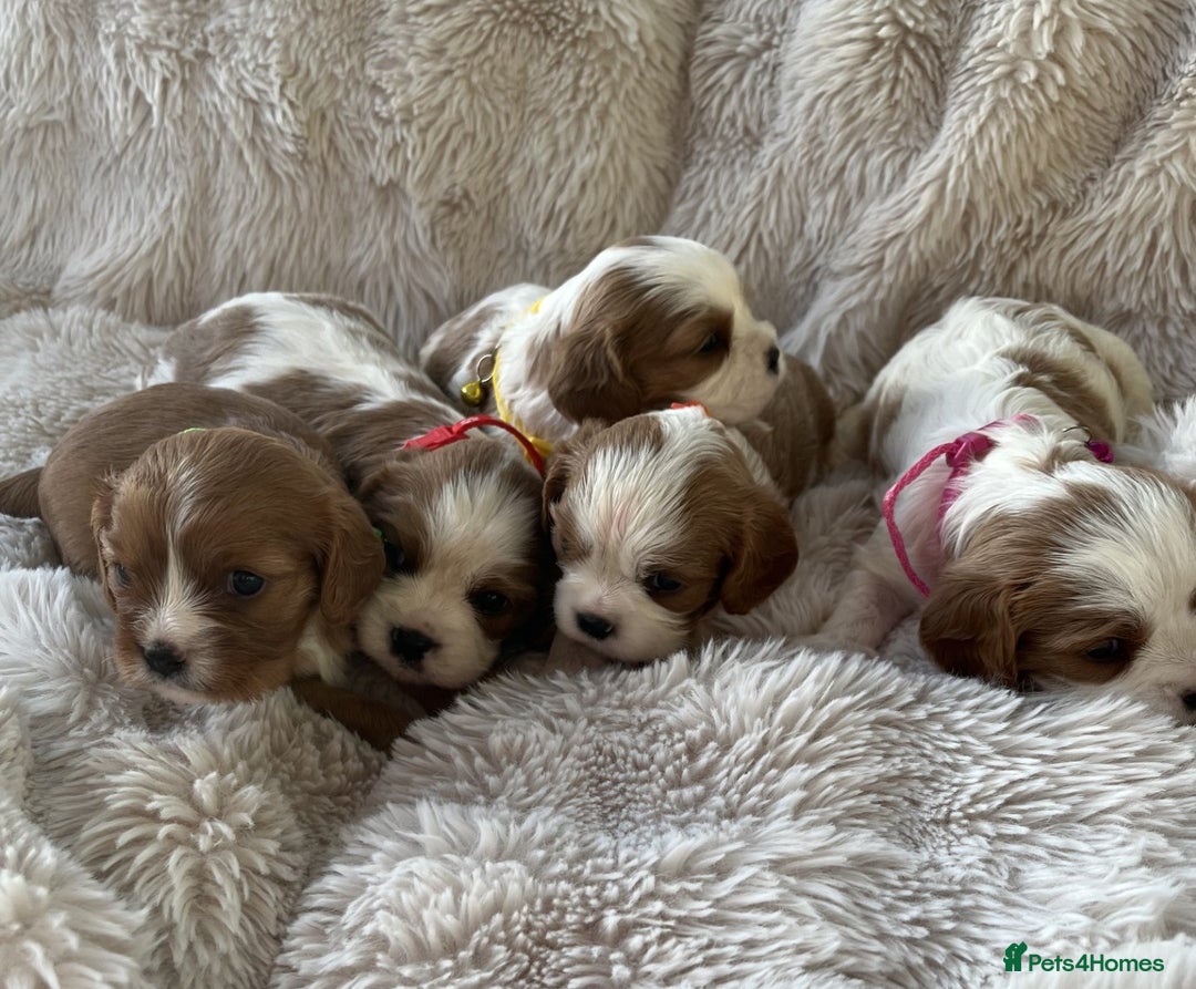 Cavalier King Charles Spaniel dogs for sale: Chocolate Carriers KC Vet Health Checked - Advert 25