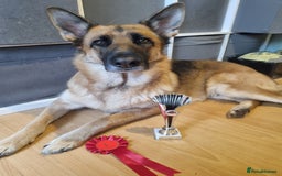 German Shepherd dogs for sale: German Shepherd  - Image 9