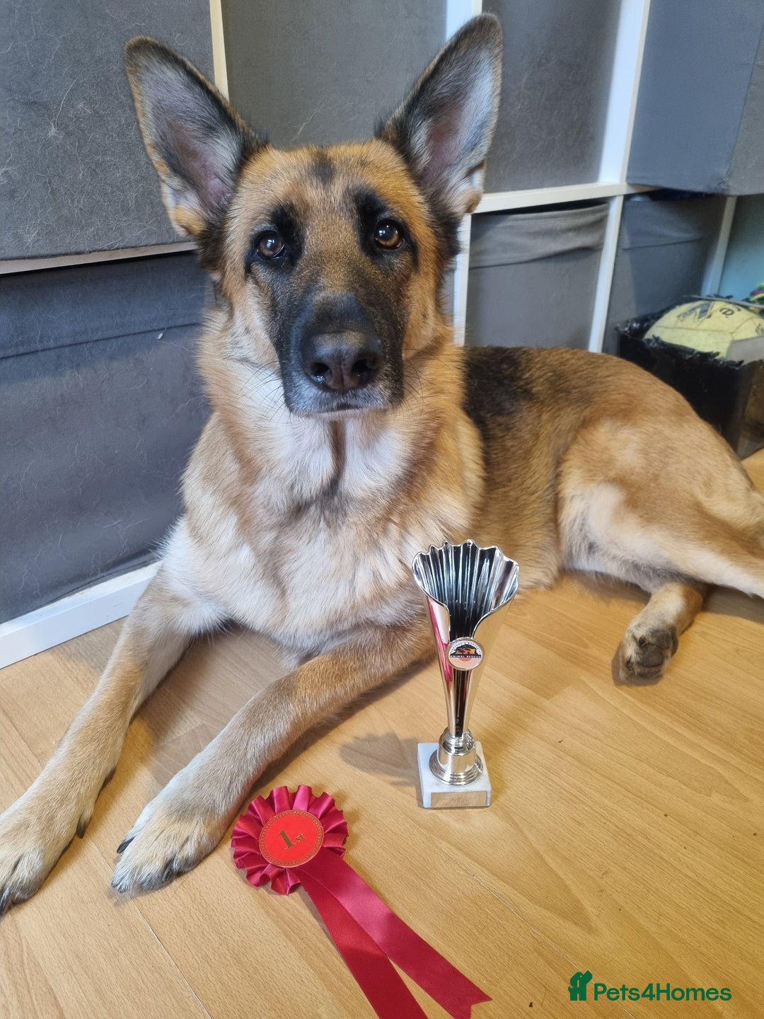 German Shepherd dogs for sale: German Shepherd  - Image 9