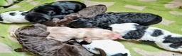 Springador dogs for sale: Beautiful springadors, 6 boys 2 girls. in Kirriemuir - Advert 1