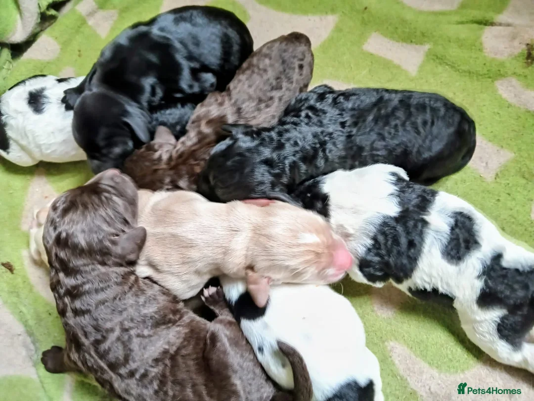 Springador dogs for sale: Beautiful springadors, 6 boys 2 girls. in Kirriemuir - Advert 1