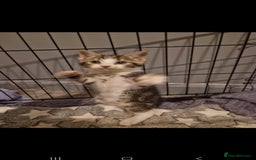 Mixed Breed cats for sale: 11 week old little boy - Image 1