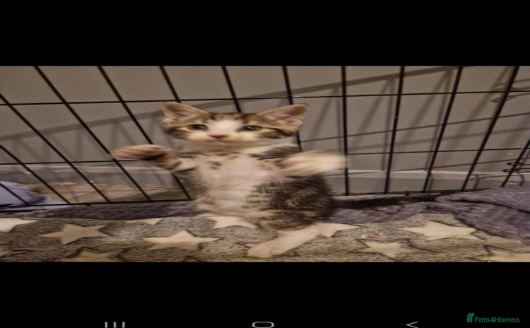 Mixed Breed cats - Advert 3