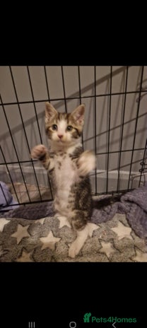 Mixed Breed cats - Advert 3