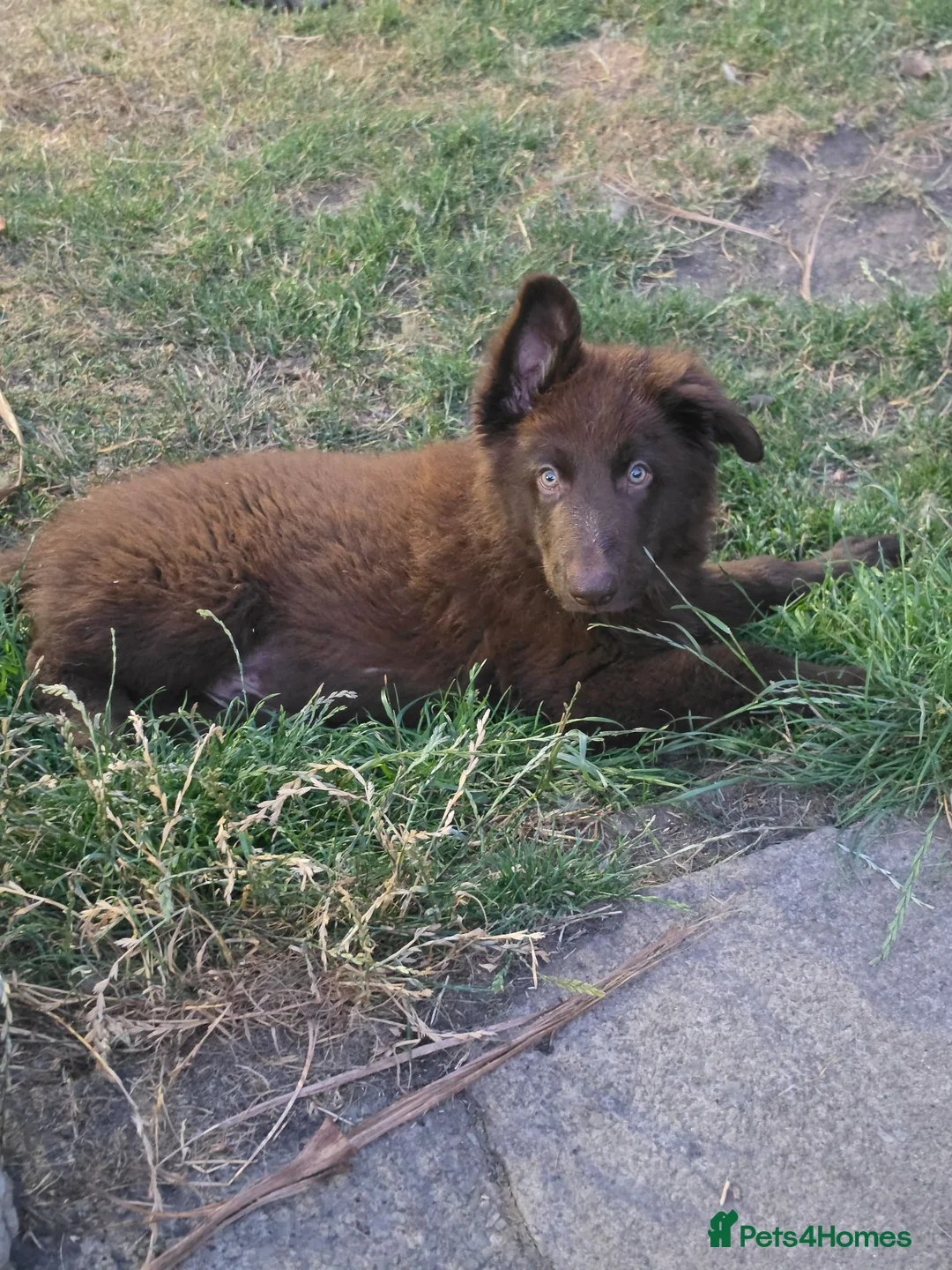German Shepherd dogs for sale: German shepherd pups - Advert 2