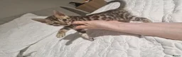 Bengal cats for sale: Supreme Apb Gene & Health Tested Bengal Kittens - Advert 10