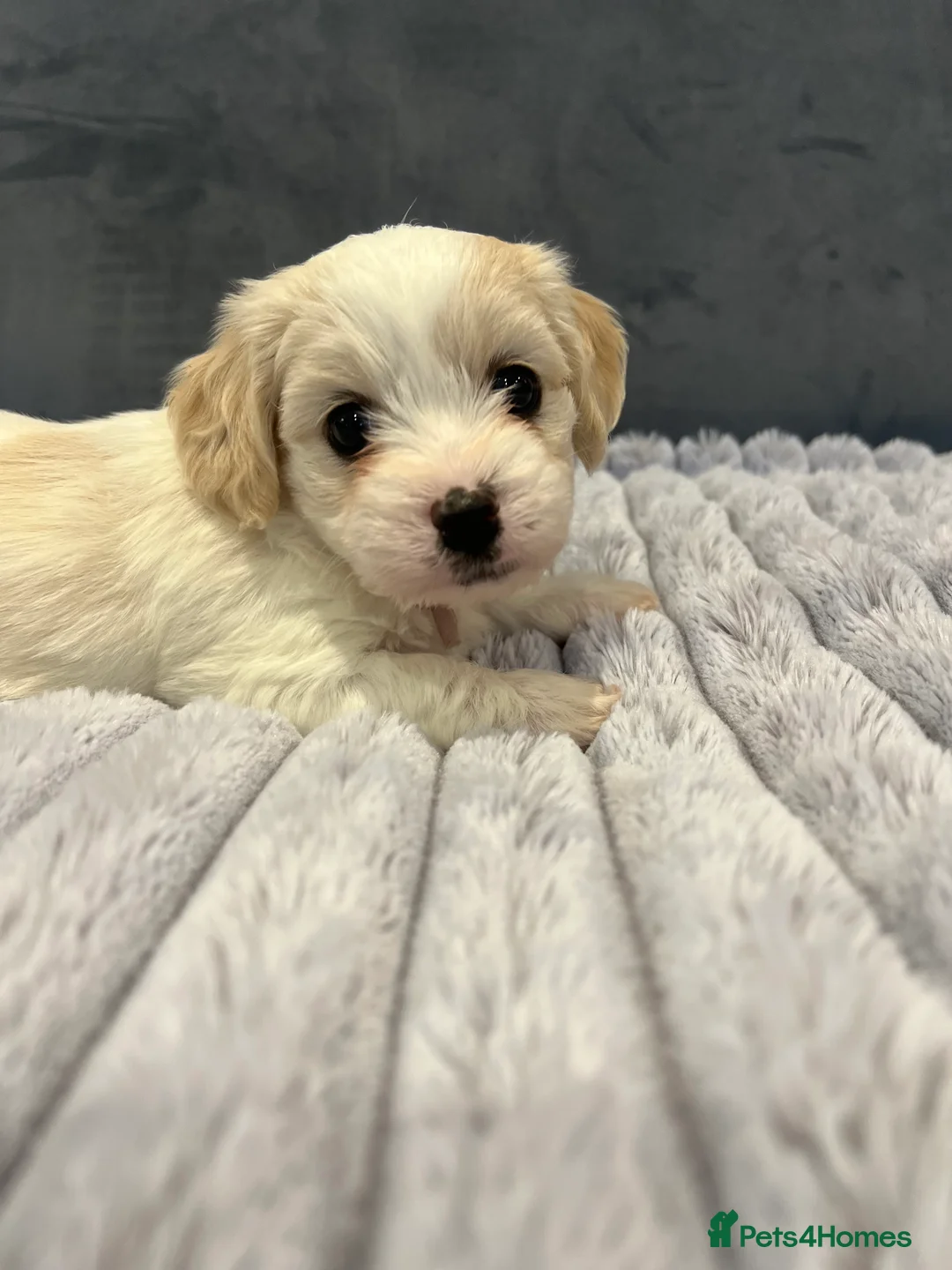 Cavachon dogs for sale: 🐶 Adorable Cavachon Puppies for Sale! 🐾 - Advert 25