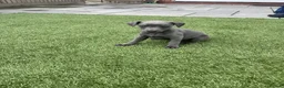Whippet dogs for sale: Stunning Solid Blue KC Registered Whippets! - Advert 4