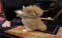 Persian cats for sale: Beautiful red/white pedigree Persian male kitten - Image 22