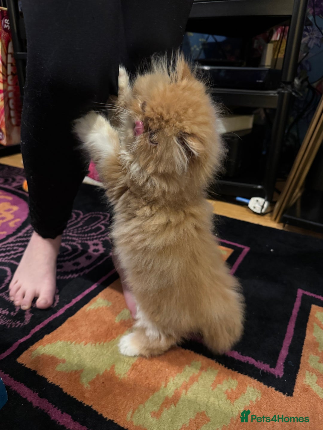 Persian cats for sale: Beautiful red/white pedigree Persian male kitten - Image 22