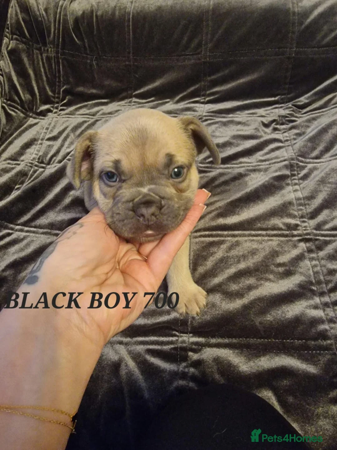French Bulldog dogs for sale: French bulldog  in Smethwick - Advert 13