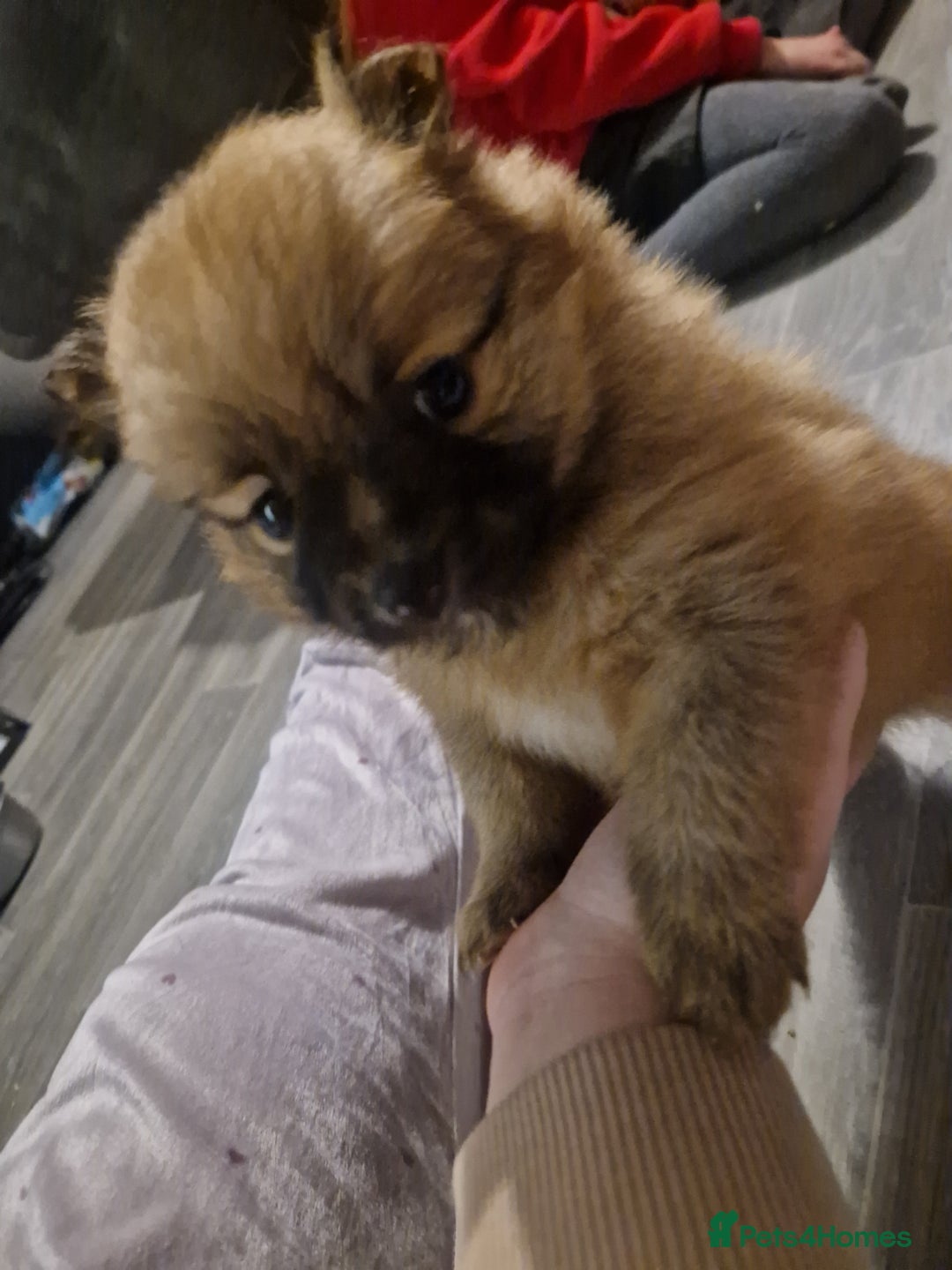 Pomeranian dogs for sale: Pomeranian - Advert 2