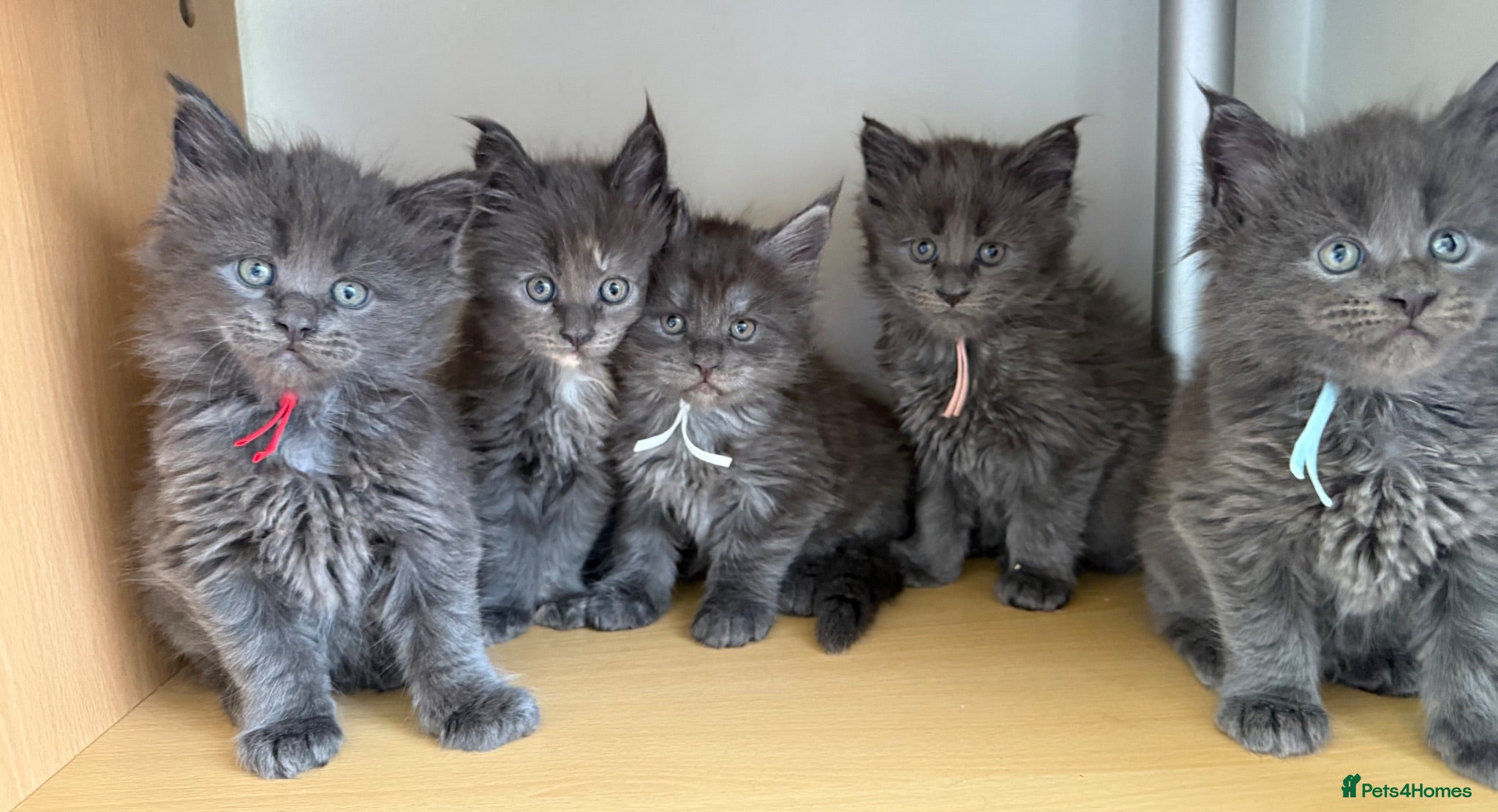 Maine Coon cats Handsome boys - Advert 3