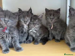 Maine Coon cats Handsome boys - Advert 5