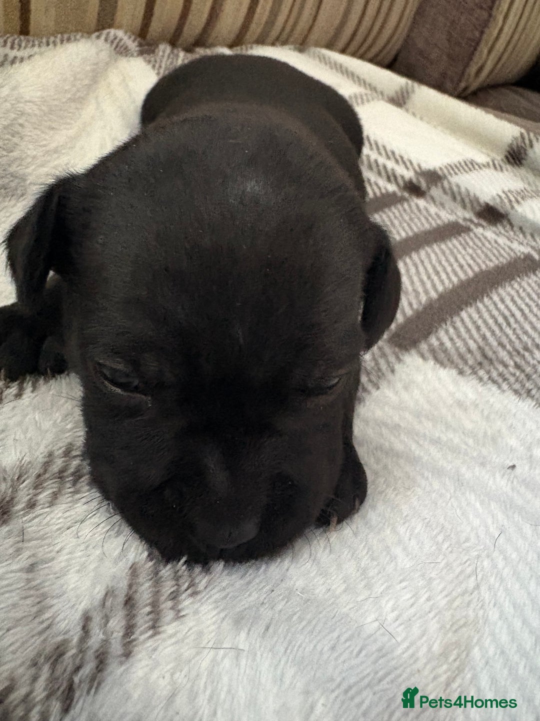 Staffordshire Bull Terrier dogs for sale: 8 Staffordshire Bull Terriers  - Image 19