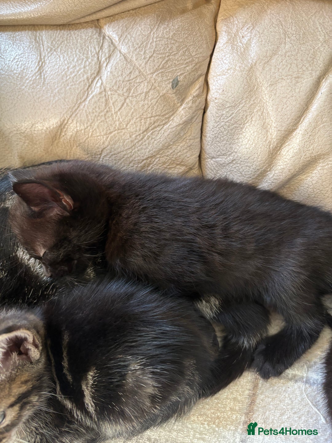 British Shorthair cats for sale: 4 lovely little kittens  - Advert 4