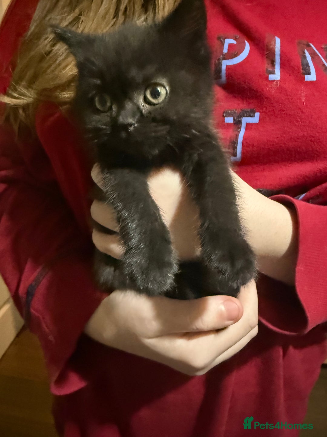 Mixed Breed cats for sale: Mixed British shorthair kittens for sale  - Advert 4