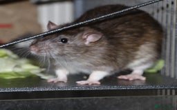 Rat rodents for sale: Cute baby rats - Image 2