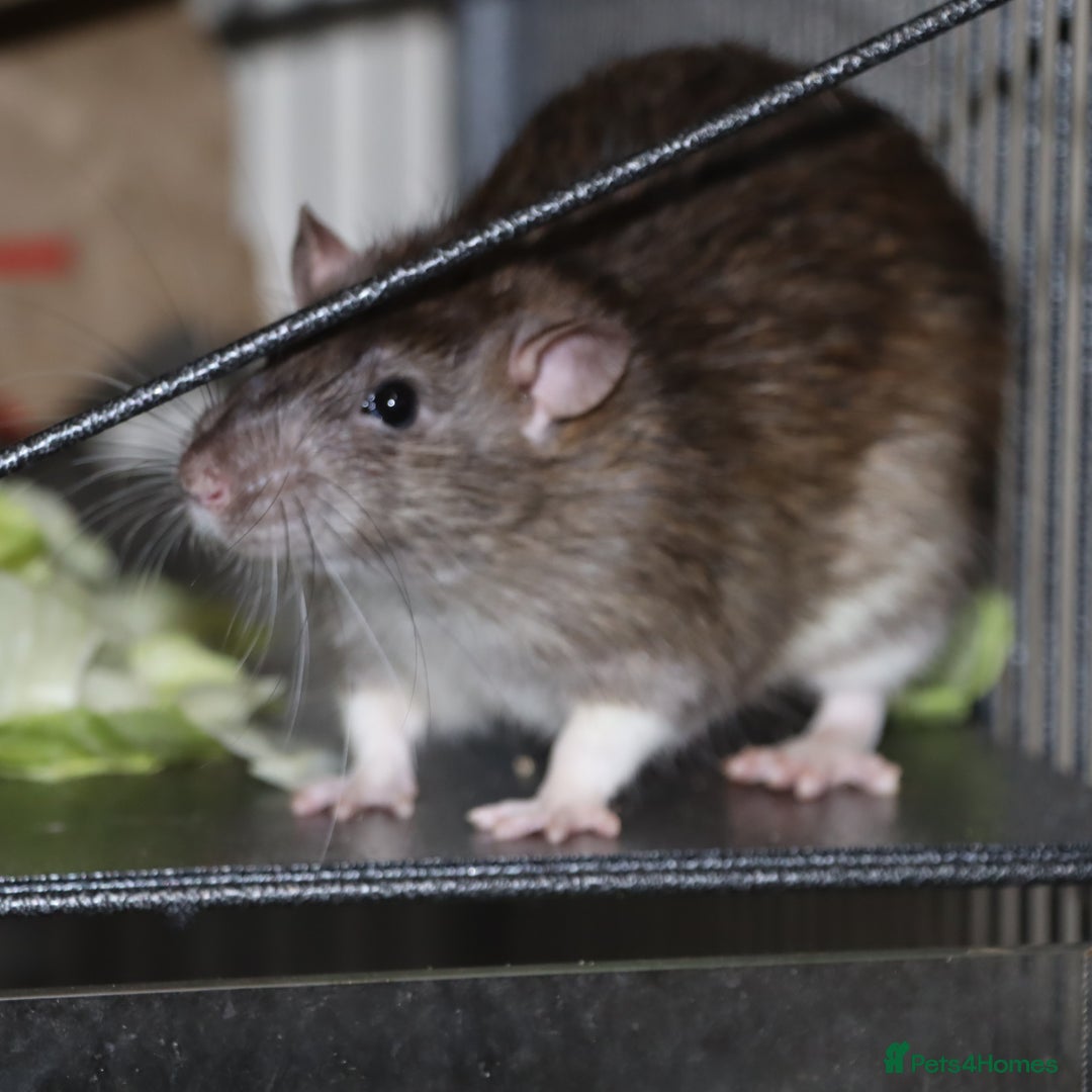 Rat rodents for sale: Cute baby rats - Image 2