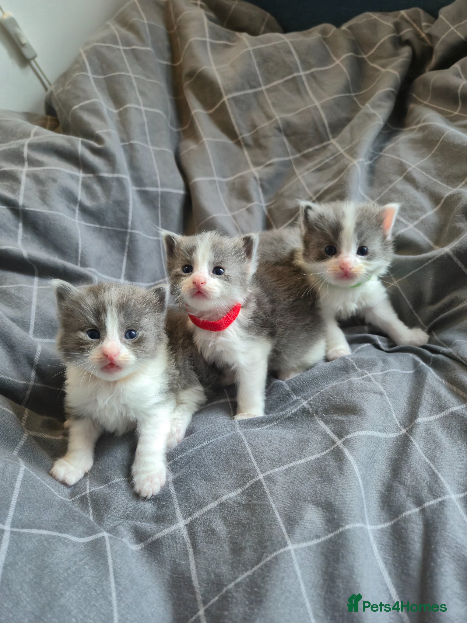 Mixed Breed cats Ragdoll x  - Advert 4