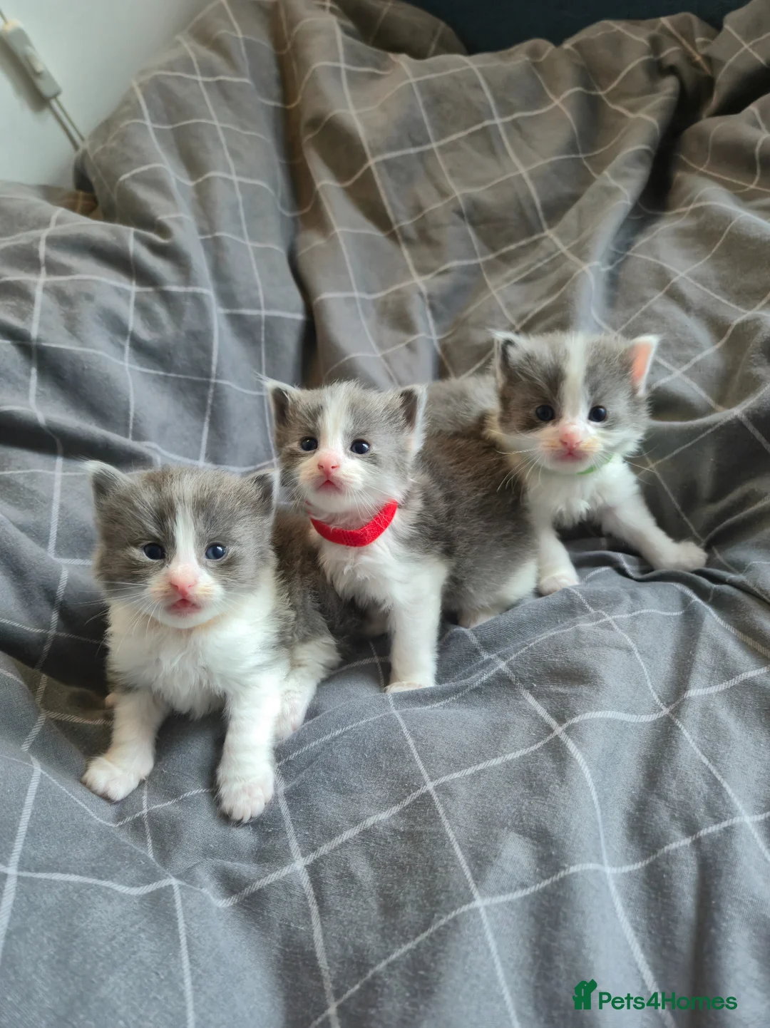 Mixed Breed cats for sale: Ragdoll x  - Advert 1