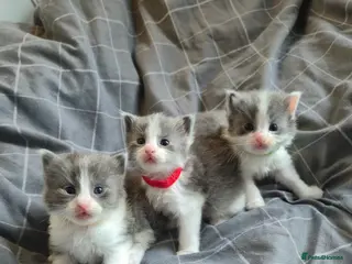 Mixed Breed cats Ragdoll x - Advert 4