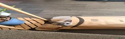 Snowshoe cats for sale: Snowshoe kitten  Looking for a Loving Home - Advert 16