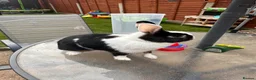Dutch rabbits for sale: Female bunny  - Advert 3