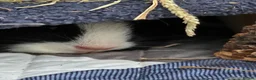 Guinea Pig rodents for sale: 2 male guinea pigs for rehoming  - Advert 3