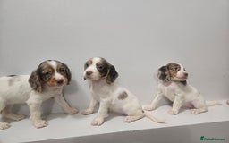 Cocker Spaniel dogs for sale: 5 Girl cocker spaniel puppies - Advert 4