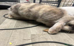 Mini Lop rabbits for sale: 2 mini lop rabbits 1 boy 1 girl  - Image 13