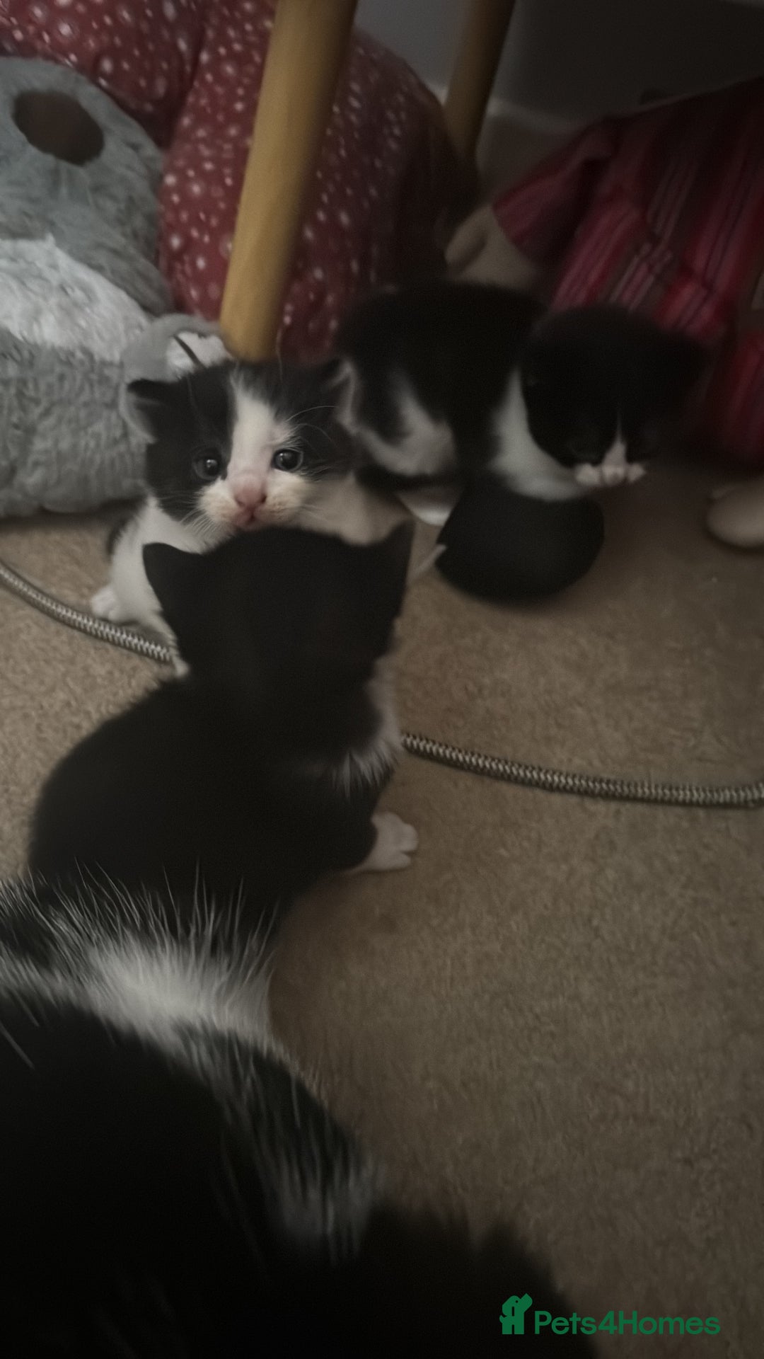 Domestic Shorthair cats for sale: 3 gorgeous Black and White boys - Image 4