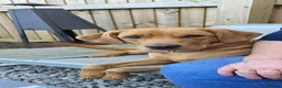 Labrador Retriever dogs for sale: Beautiful Labrador - Advert 3