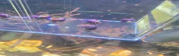 Snails invertebrates for sale: Purple Mystery Snails. Pomacea bridgesii  in Chorley - Advert 6