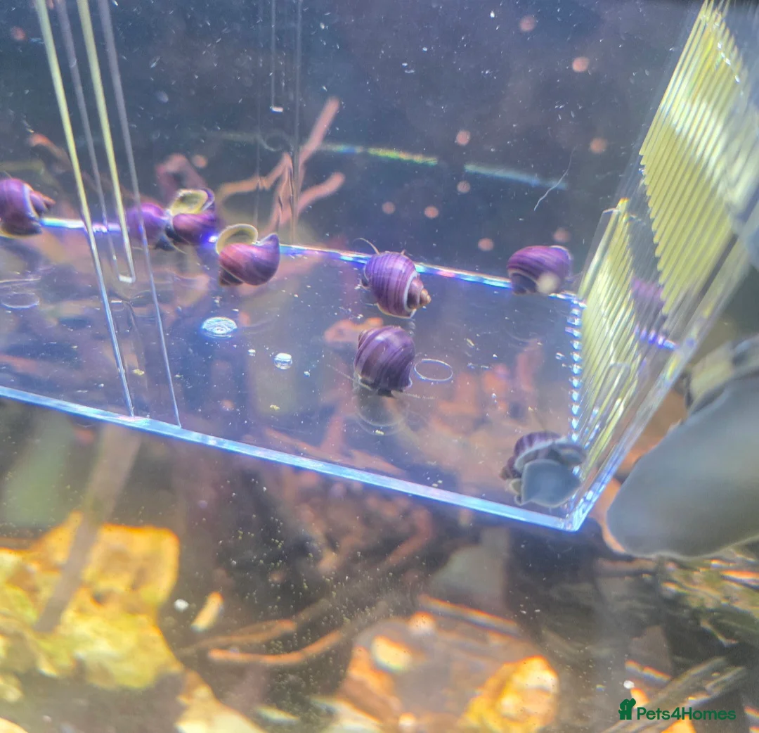 Snails invertebrates for sale: Purple Mystery Snails. Pomacea bridgesii  in Chorley - Advert 6