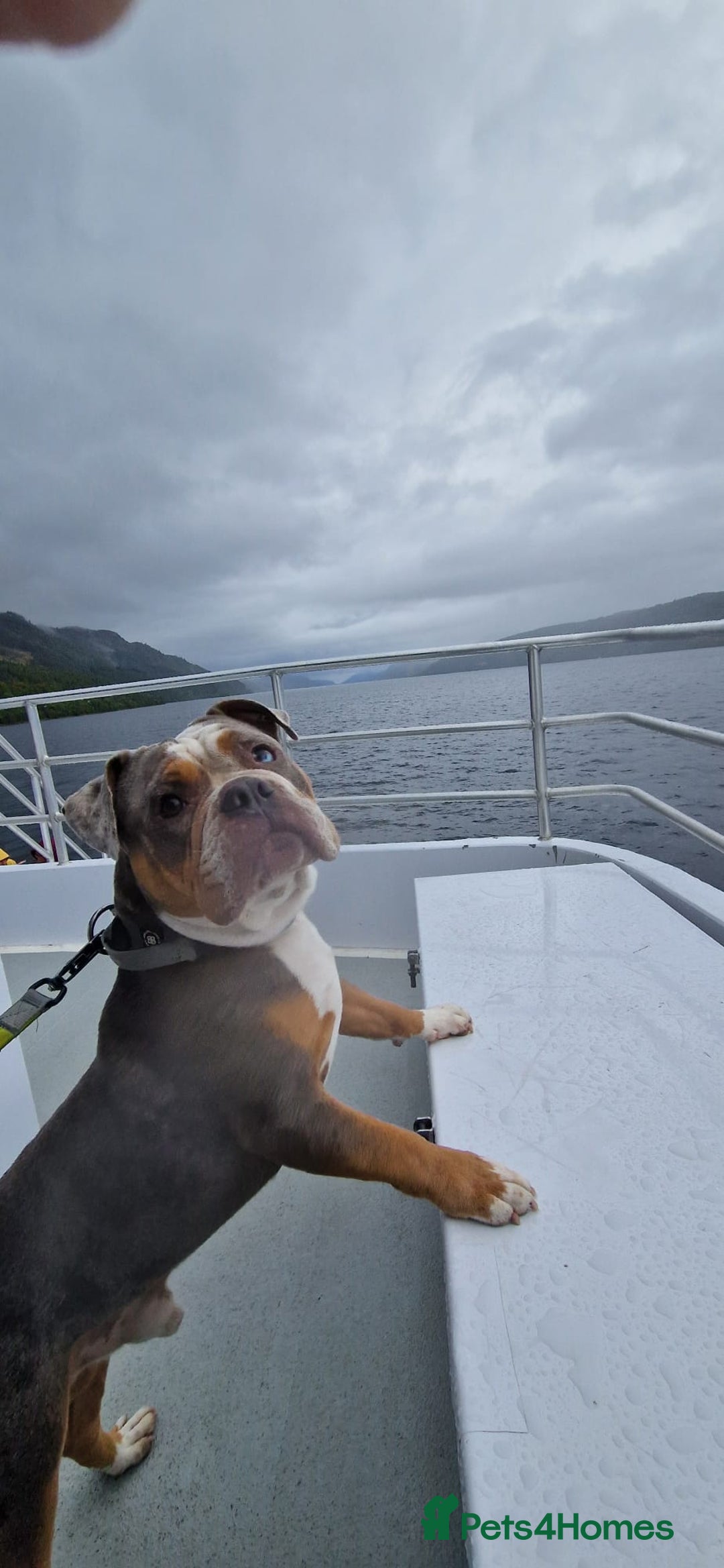 Olde English Bulldogge dogs for sale: old english bulldogg - Advert 6