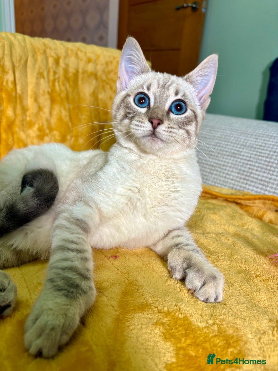 Bengal cats for sale: Breathtaking rare polydactyl snow leopard  - Advert 16