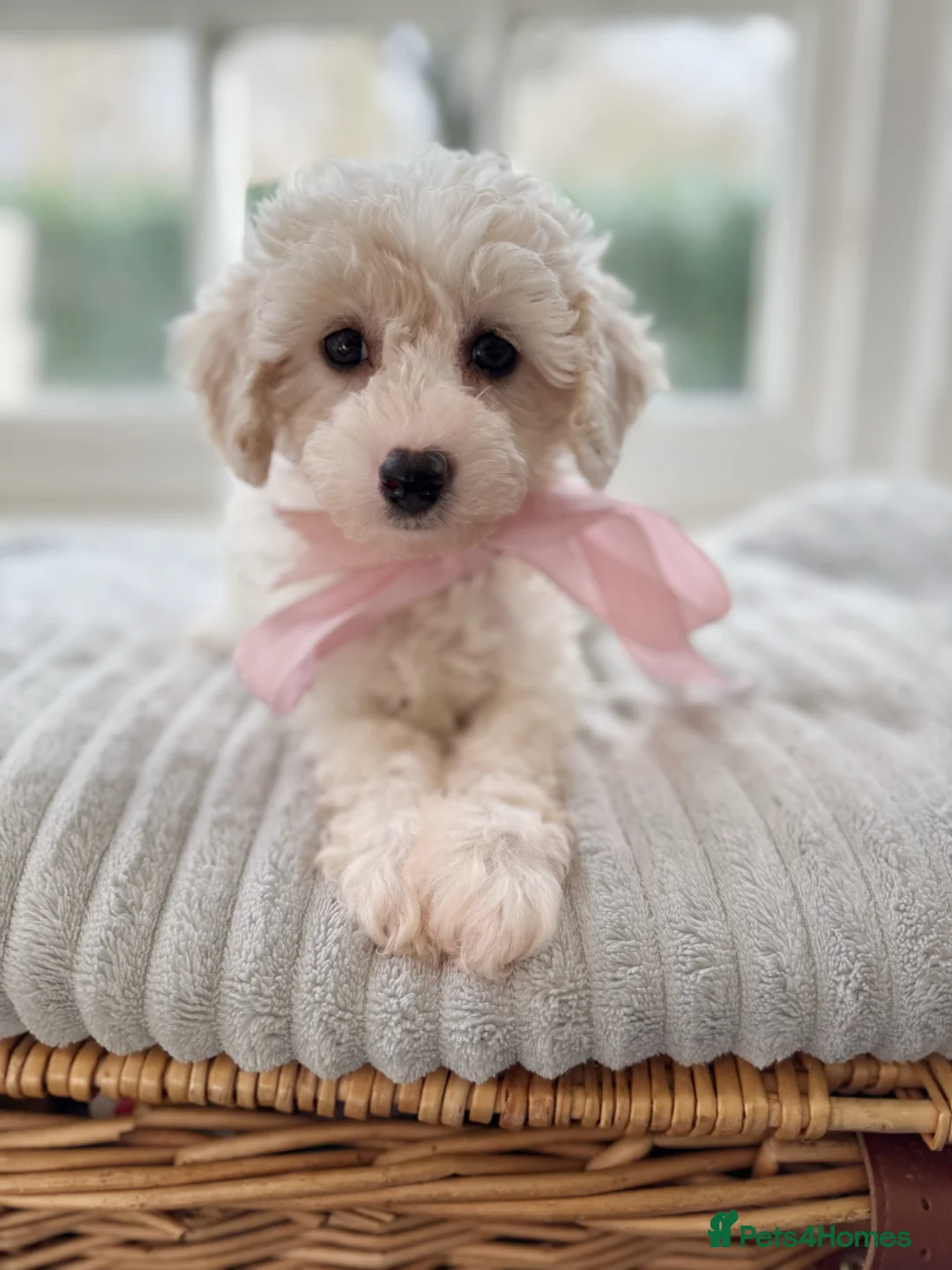 Mixed Breed dogs for sale: Shichon-poo Teddy bear - Advert 25