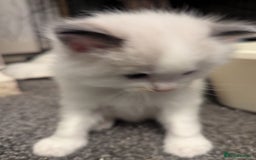 Ragdoll cats for sale: ragdoll kittens (only 1 boy left main picture) - Image 25