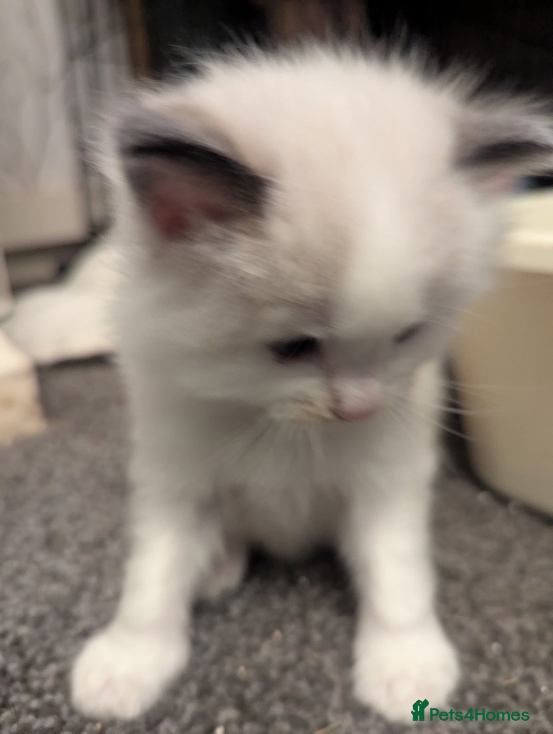 Ragdoll cats for sale: ragdoll kittens (only 1 boy left main picture) - Image 25