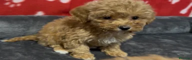 Maltipoo Puppy 5