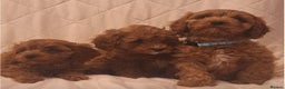 Cavapoo dogs for sale: Beautiful F1 Cavapoos - Advert 17