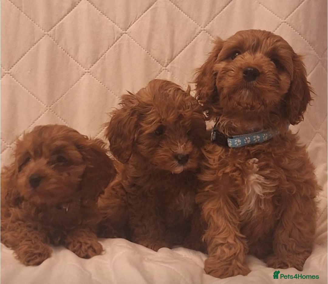 Cavapoo dogs for sale: Beautiful F1 Cavapoos - Advert 17