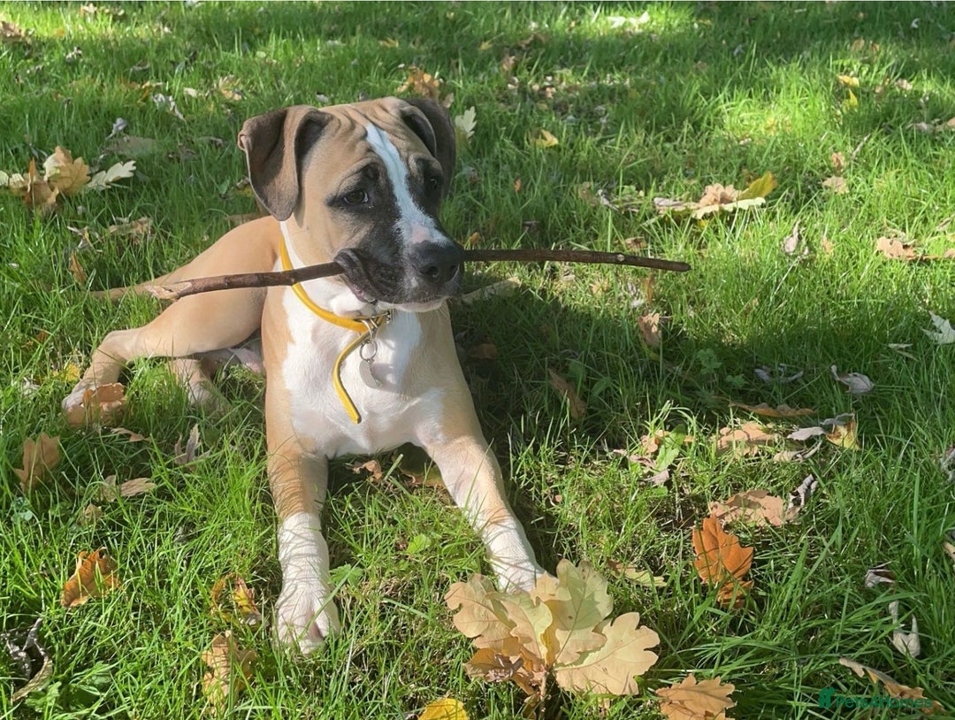 Mixed Breed dogs for sale: Bodhi - 2 Year Old AmBull X - Image 13