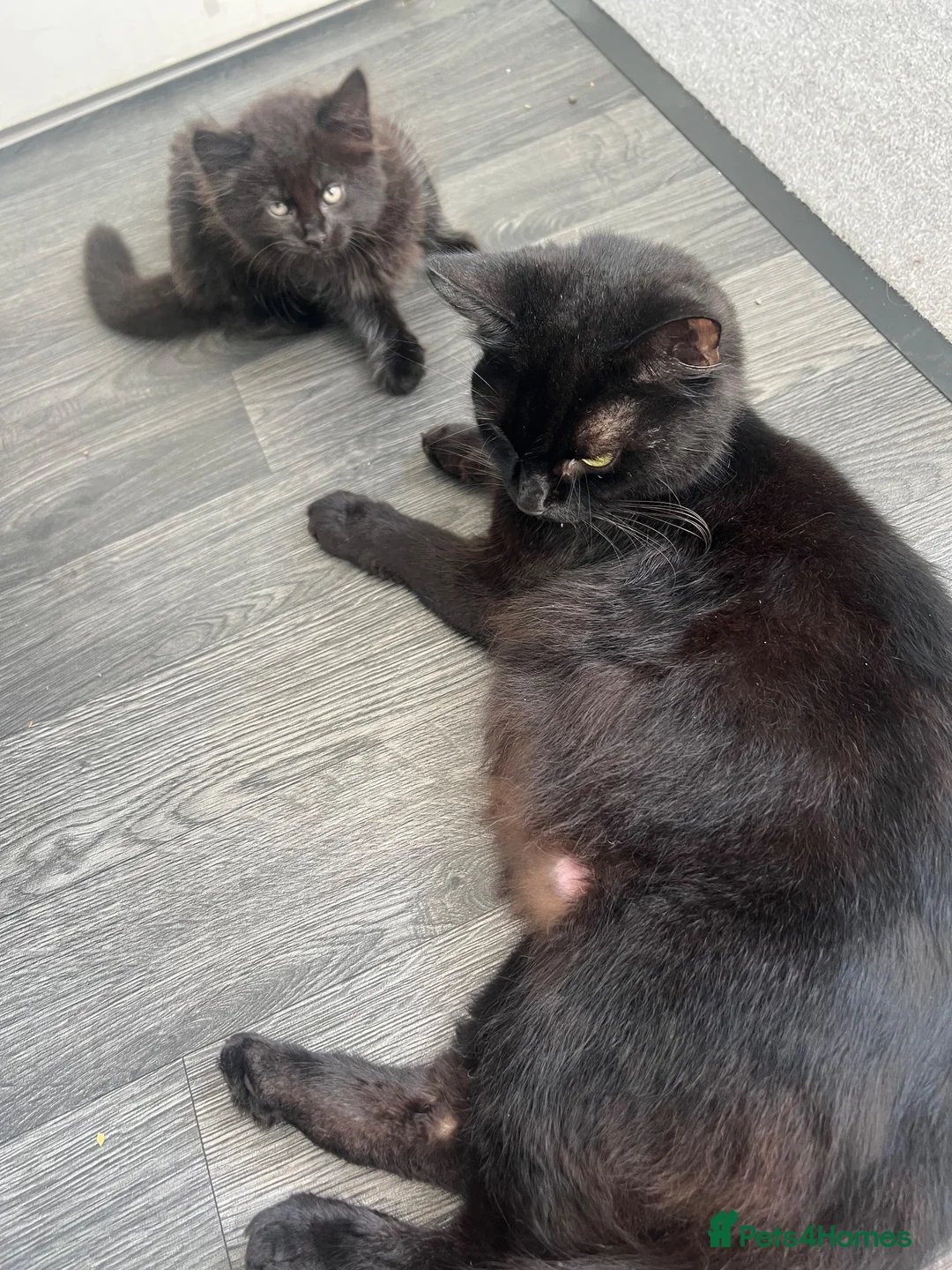 Mixed Breed cats for sale: 🐾Mixed-Breed Kittens Looking for Loving Homes! 🐾 - Advert 6