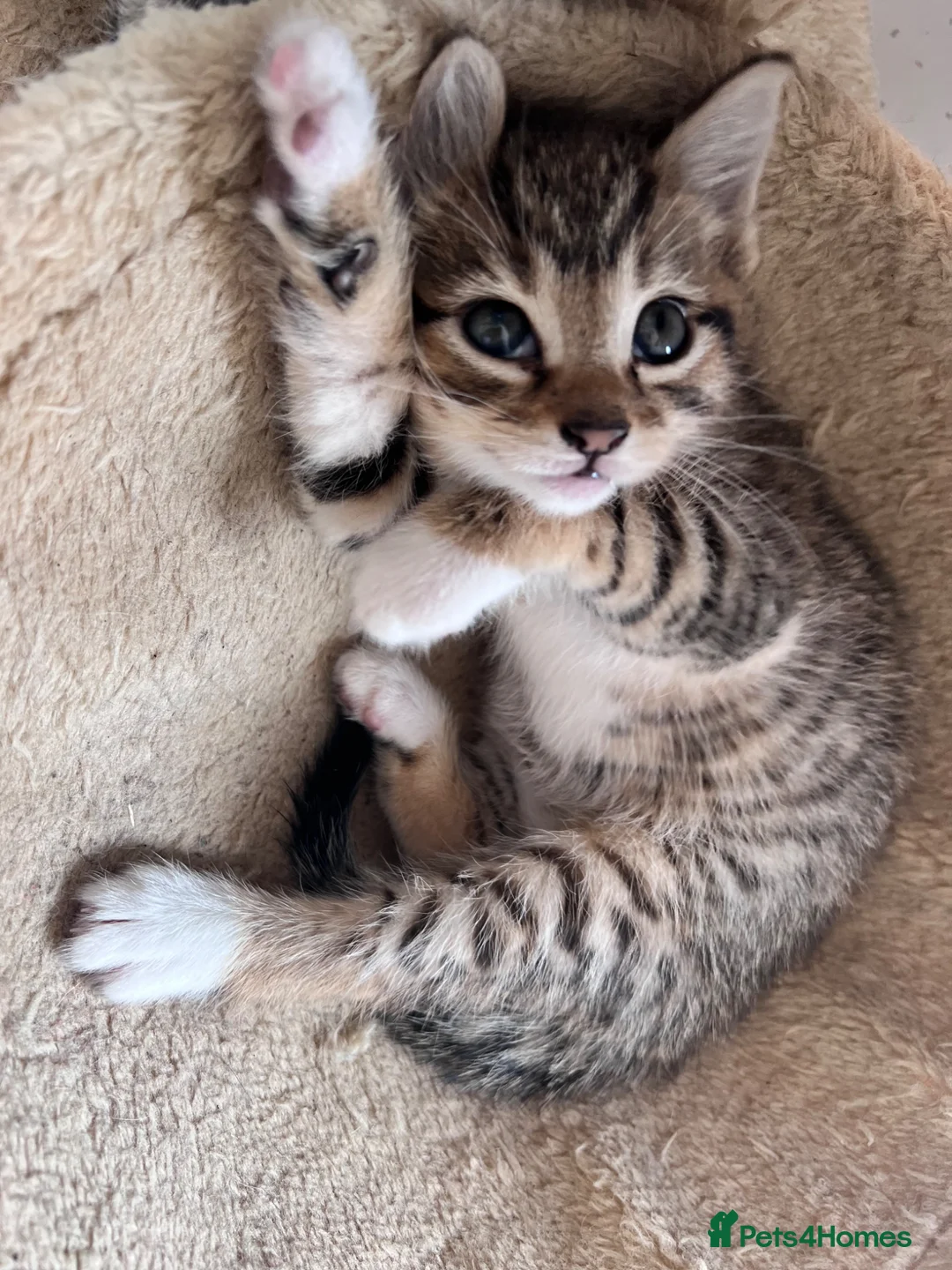 Mixed Breed cats for sale: Beautiful kitten  - Advert 19