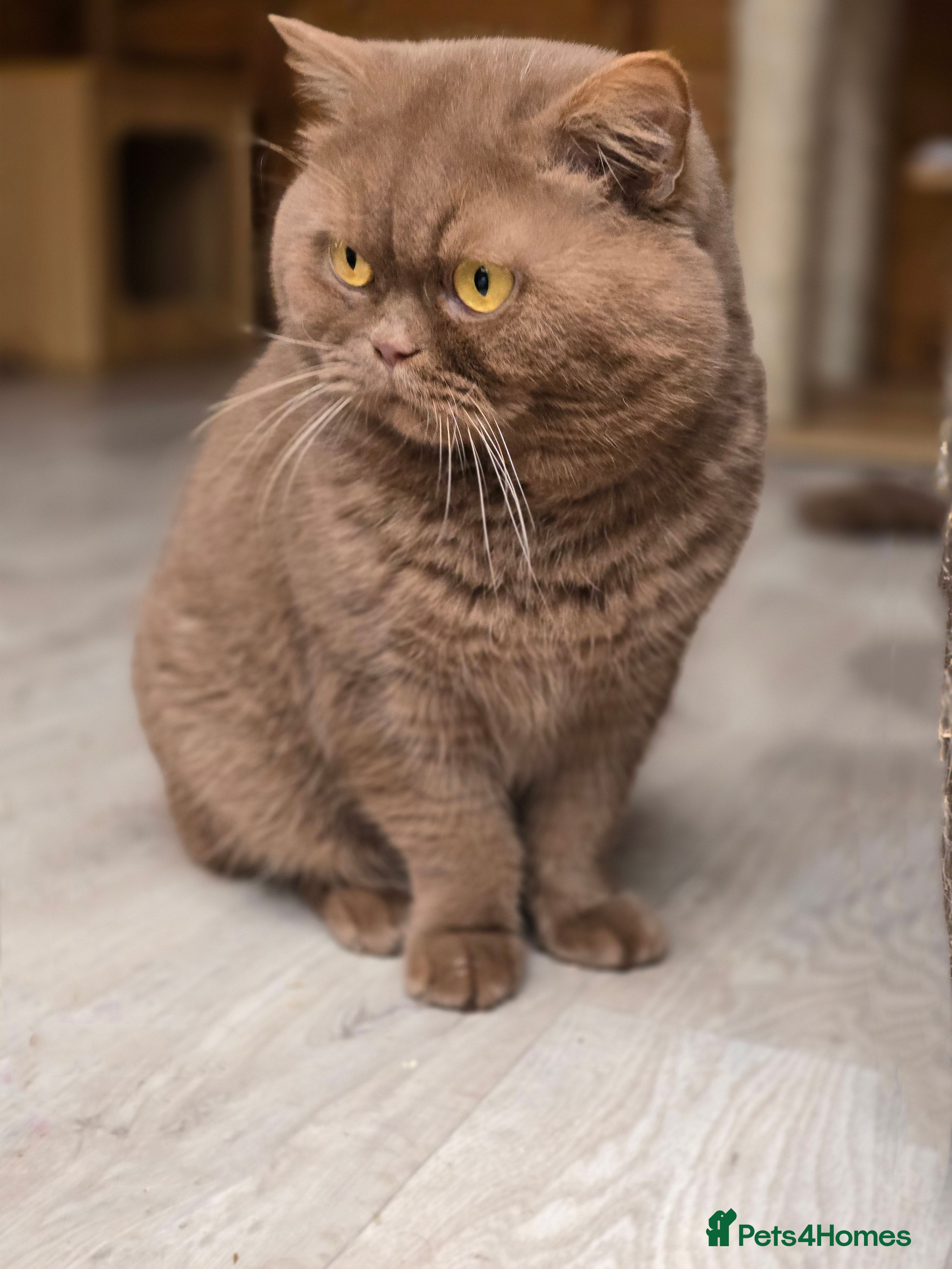 British Shorthair cats GCCF/TICA Cinnamon Stud in London - Advert 12