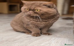 British Shorthair cats for stud: GCCF/TICA Cinnamon Stud in London - Image 1