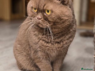 British Shorthair cats in London - Advert 31